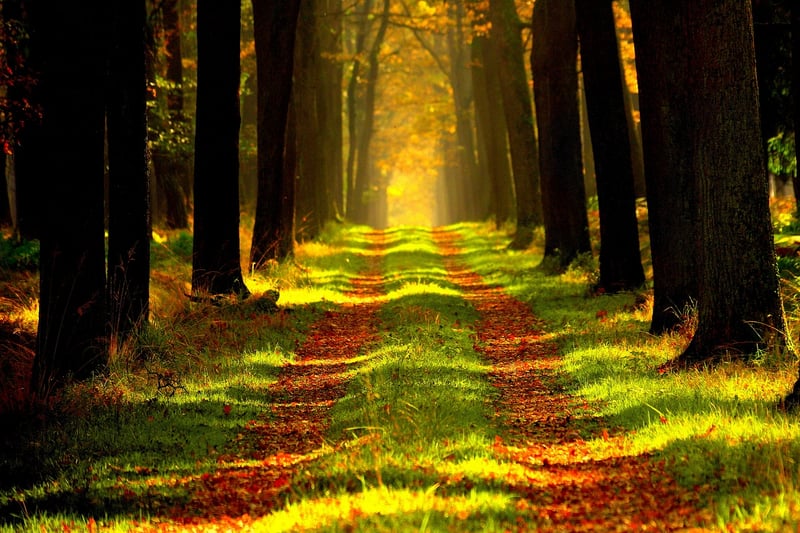 Forest Retreat